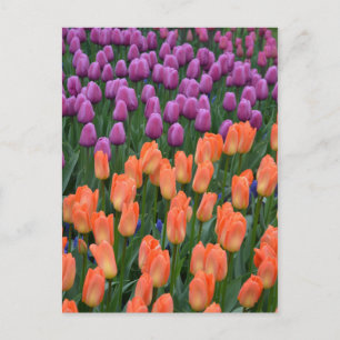 Orangefarbene und lila Frühlingtuliken Postkarte