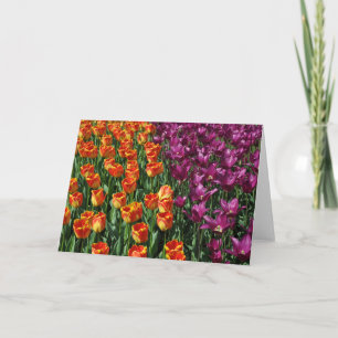 Orangefarbene und lila Tulpen Schönheit Karte