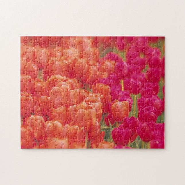 Orangefarbene und rosa Tulips (Horizontal)