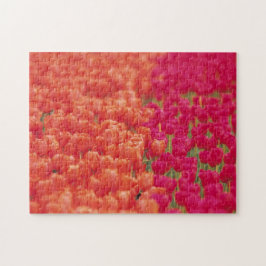 Orangefarbene und rosa Tulips