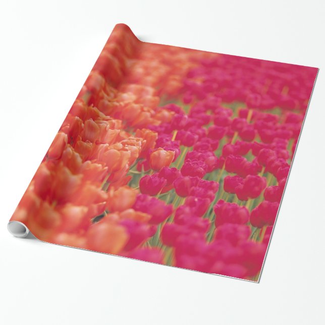 Orangefarbene und rosa Tulips Geschenkpapier (Ungerollt)
