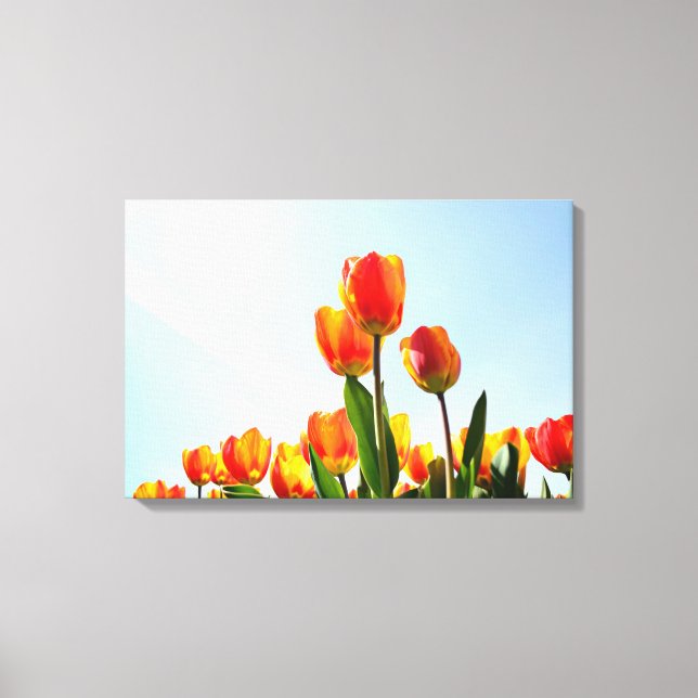 Orangefarbene und rote Tulpen von unten Leinwanddruck (Vorderseite)