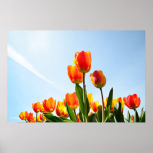 Orangefarbene und rote Tulpen von unten Poster