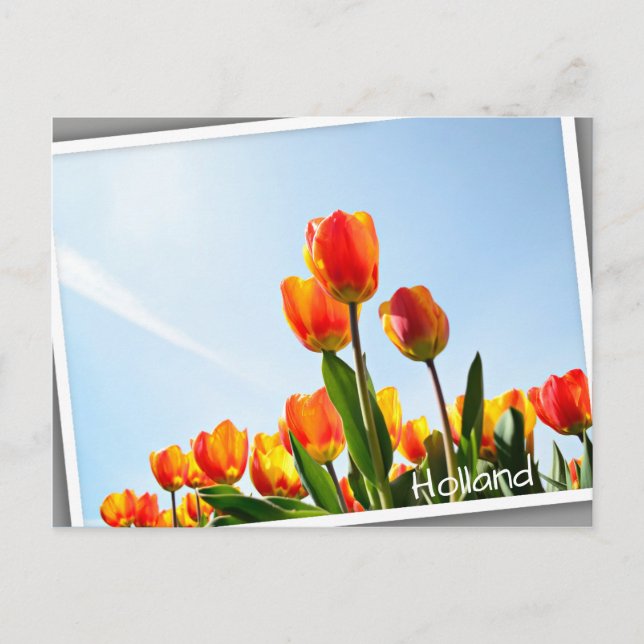 Orangefarbene und rote Tulpen von unten Postkarte (Vorderseite)
