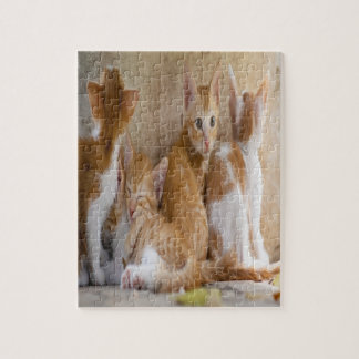 Orangefarbene und weiße Tablette mit Kätzchen/Foto