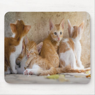 Orangefarbene und weiße Tablette mit Kätzchen/Foto Mousepad