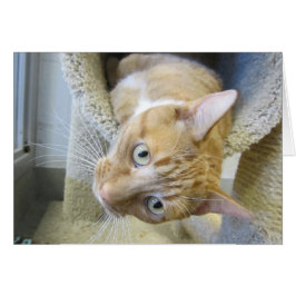 Orangefarbene und weiße Tablettenkatze