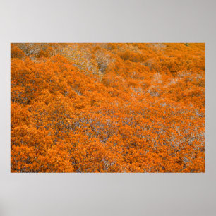 Orangefarbener Blick auf den Wald. Orangefarbener Poster