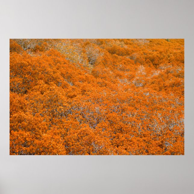 Orangefarbener Blick auf den Wald. Orangefarbener  Poster (Vorne)