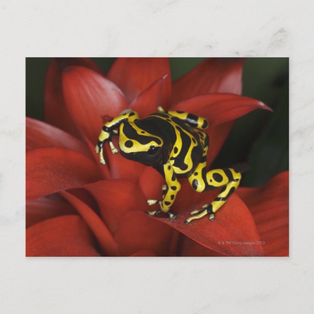 Orangefarbener Dartfrosch Dendrobates leucomelas Postkarte (Vorderseite)