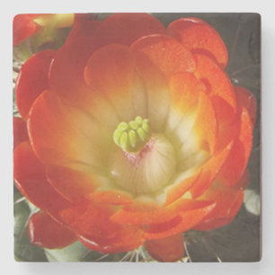 Orangefarbener Kaktus Blume Stein Untersetzer