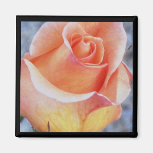 orangefarbener Rose Magnet (Vorne)