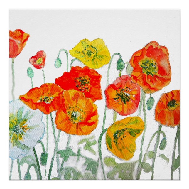 Orangefarbenes, gelbes Mohn Wasserfarbkissen Weiß Poster (Vorderseite)