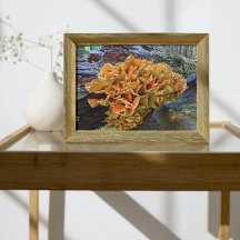 Orangefarbenes Huhn im Wald Pilz