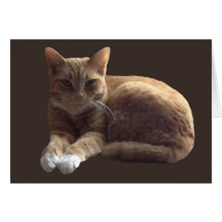 Orangefarbenes Tabby mit weißer Katze