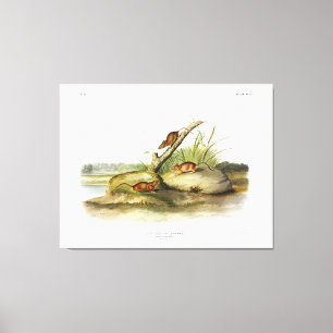 Orangefärbte Maus (Goldene Maus) von Audubon Leinwanddruck