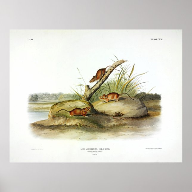 Orangefärbte Maus (Goldene Maus) von Audubon Poster (Vorne)