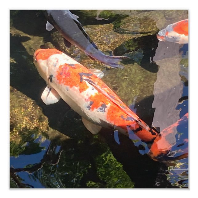 Orangefisch und Weißer Koi Fisch in San Diego Fotodruck (Vorne)