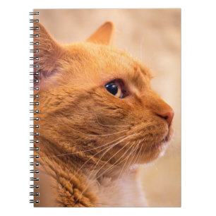 Orangekatze Notizbuch Neugieriges Katzen Notizbuch Notizblock