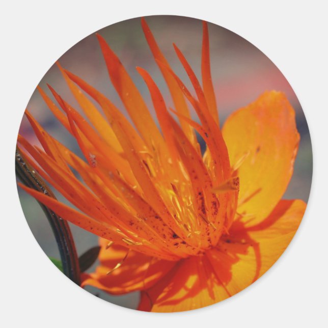 Orangelbe Blume Runder Aufkleber (Vorderseite)