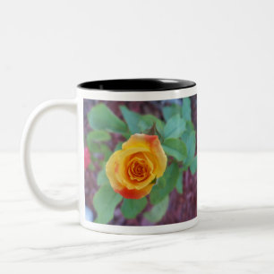 Orangelbe Rose mit Morgentau Zweifarbige Tasse