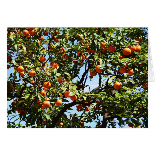 Orangen (Vorderseite (Horizontal))