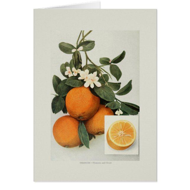 Orangen (Vorne)