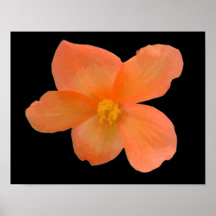 Orangen-Begonien-Druck Poster