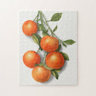 Orangen (Calamondin) Aquarellmalerei von Früchten