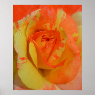 Orangen "n" Zitronen-Rose nah Poster