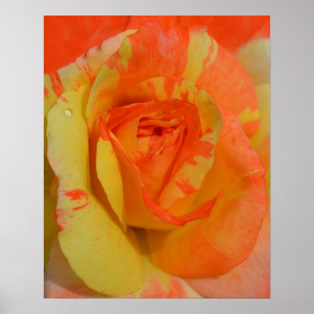 Orangen "n" Zitronen-Rose nah Poster (Vorne)