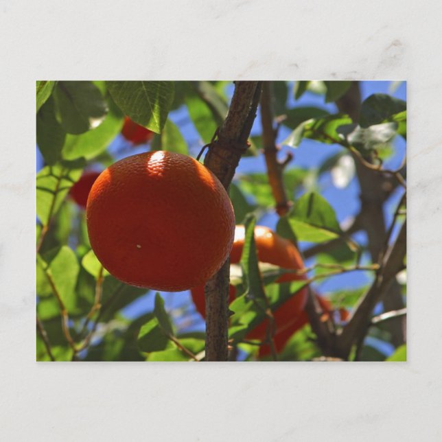 Orangen Obstbäume Postkarte (Vorderseite)