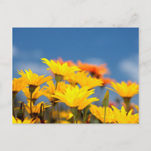 Orangen- und Gelbmilchkäse Postkarte