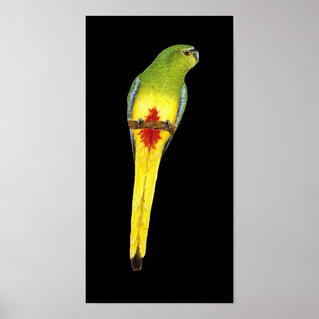 Orangenbauch-Papagei - Chrysogaster Poster (Vorne)