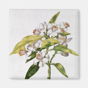 Orangenbaum-Blume, von 'La Guirlande de Julie' Magnet