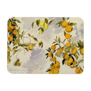 Orangenbäume, 1863 (w/c, Federübergraphit Magnet