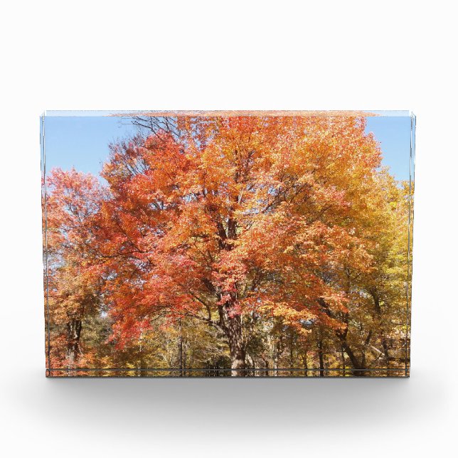 Orangenbäume Fotoblock (Vorderseite)