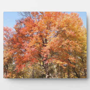 Orangenbäume Fotoplatte