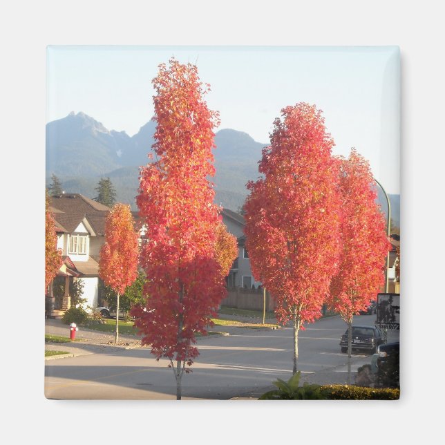 Orangenbäume im Herbst Magnet (Vorne)