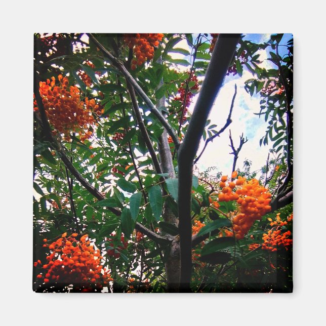 Orangenbeeren Magnet (Vorne)