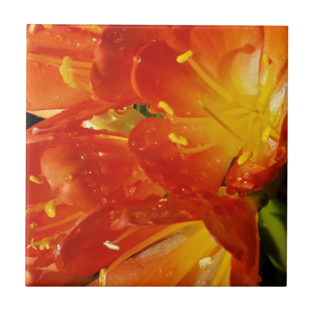 Orangenblüten Fliese (Vorderseite)
