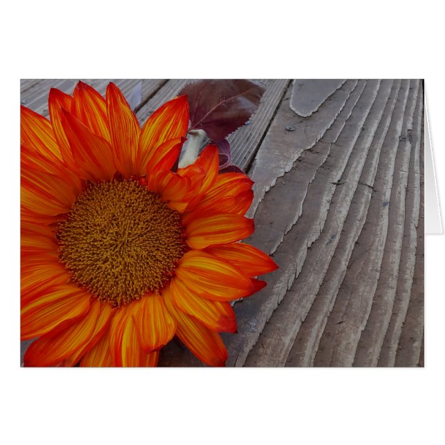 Orangenblütenblütenblüte im Herbst (Vorderseite (Horizontal))