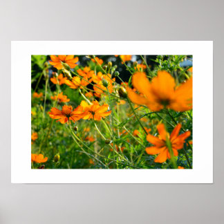 Orangene Cosmos-Blumen: Japan Poster