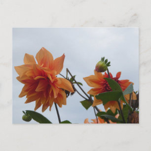 Orangene Dahlien in blauem Herbsthimmel DIY-Postka Feiertagspostkarte