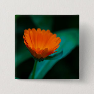 Orangene Gänseblümchen-Blumenfotografie Button