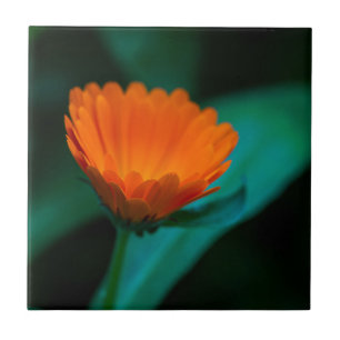 Orangene Gänseblümchen-Blumenfotografie Fliese