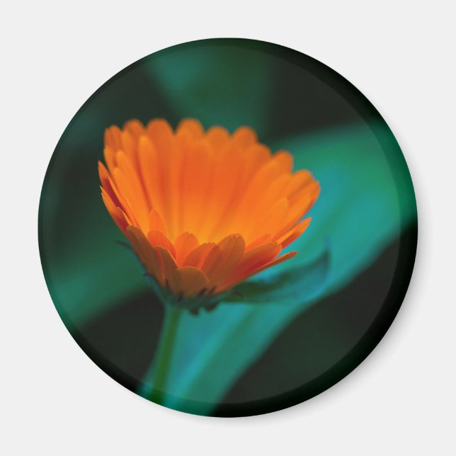 Orangene Gänseblümchen-Blumenfotografie Magnet (Vorne)