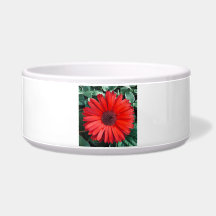 Orangene Gänseblümchen-Blumenmoderne Blume