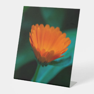 Orangene Gänseblümchenblüte Sockelschild