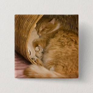 Orangene getigerte Katze schlafend im Wäschekorb Button